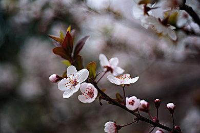 《宝可梦：大集结》月亮伊布演示 5月25日上线